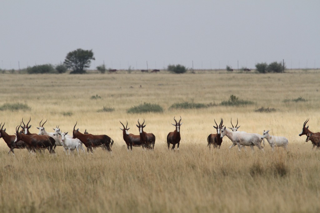Mpondolo Safaris Adventure - Ethical Hunting & Nature Experiences