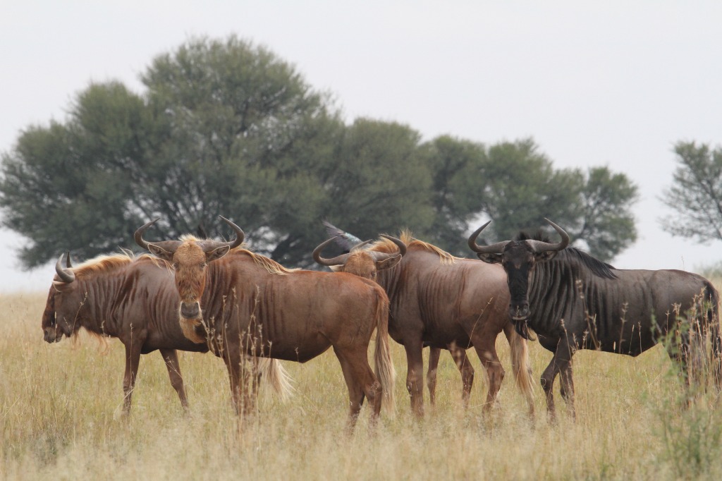 Wildebeest in the Northern Free State Savanna at Mpondolo Safaris